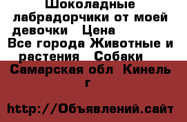 Шоколадные лабрадорчики от моей девочки › Цена ­ 25 000 - Все города Животные и растения » Собаки   . Самарская обл.,Кинель г.